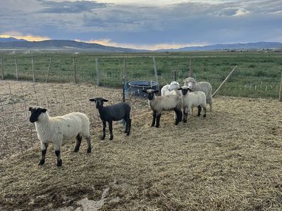 Ewes