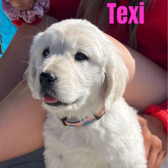 AKC Golden Retriever Puppy | English Cream