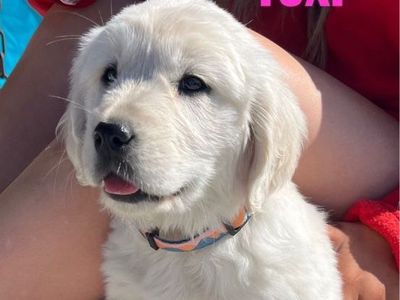 AKC Golden Retriever Puppy | English Cream