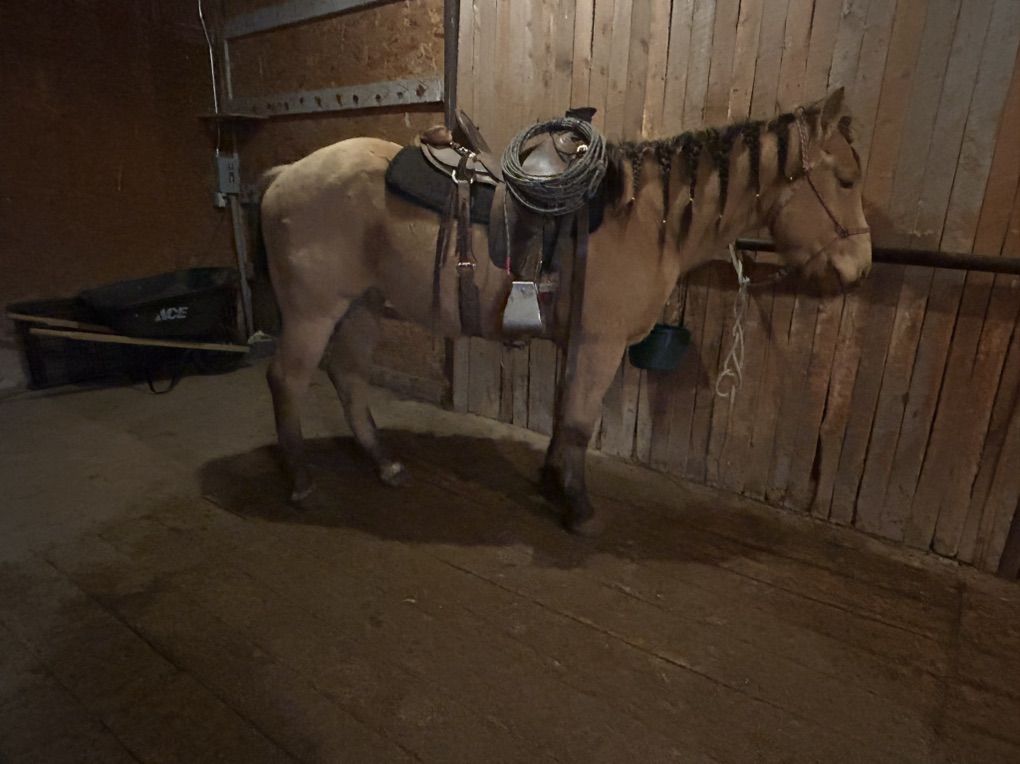 2022 1/2 Draft Gelding
