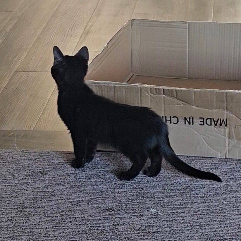 Domestic Medium Hair