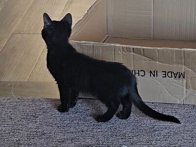 Domestic Medium Hair