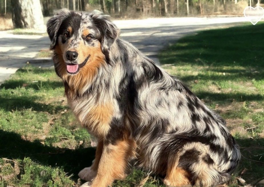 Australian Shepherd