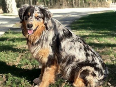 Australian Shepherd