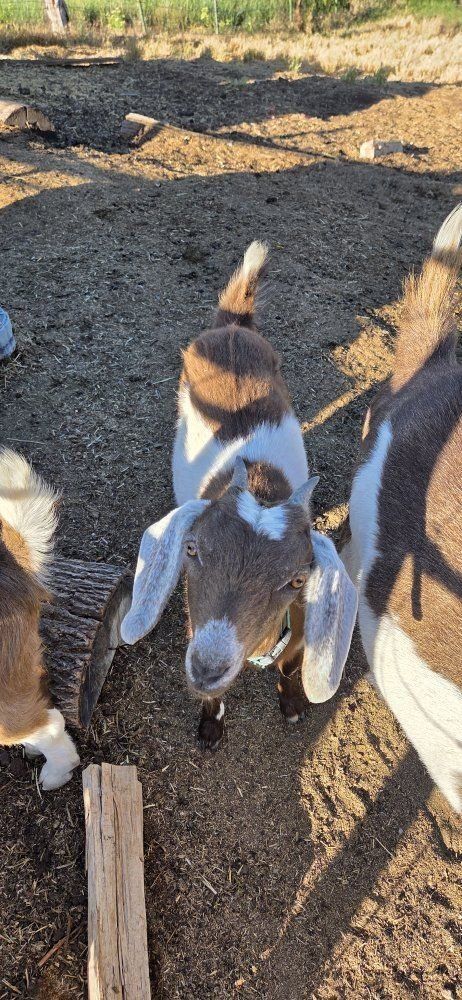 Mini Nubian Doeling