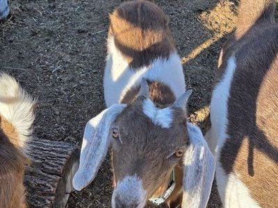 Mini Nubian Doeling