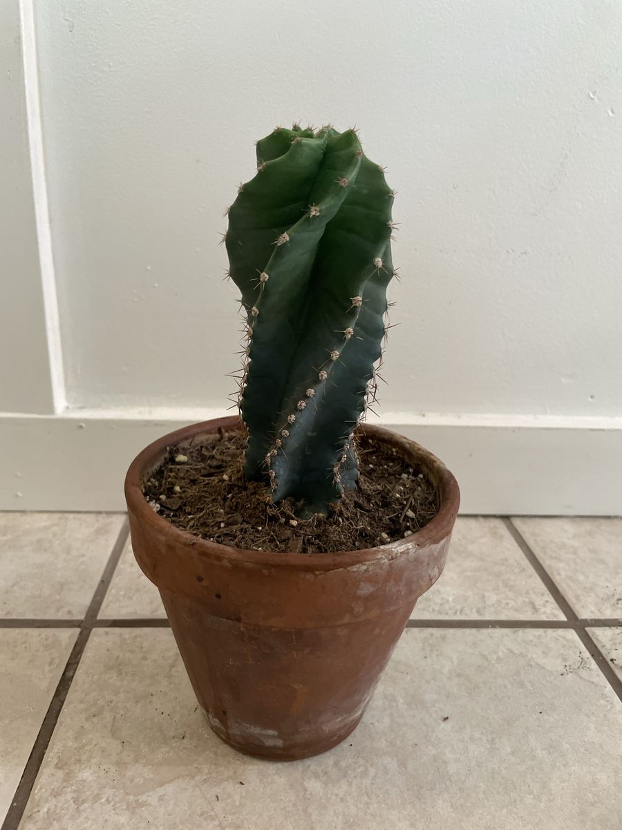 Spiral Cactus