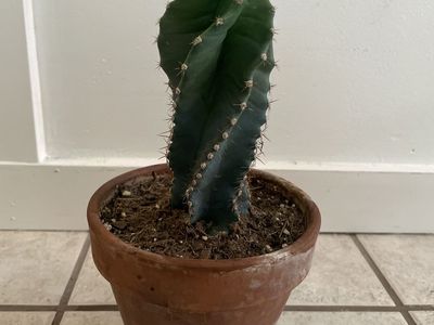 Spiral Cactus