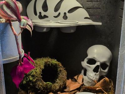 custom crested gecko enclosures