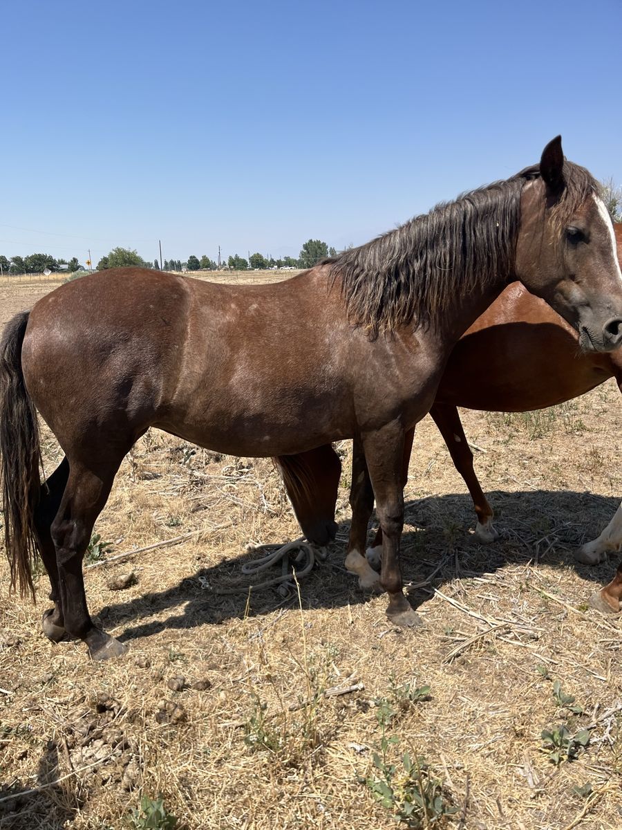 Gaited horse for sale