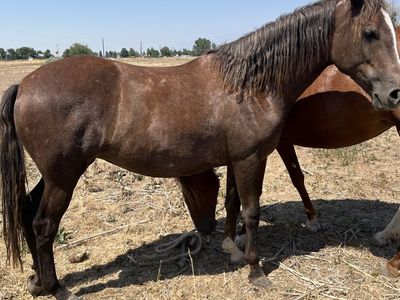 Gaited horse for sale