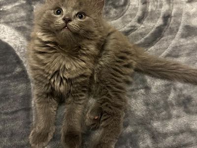 Hypoallergenic Siberian Russian Blue Mix Kittens!!