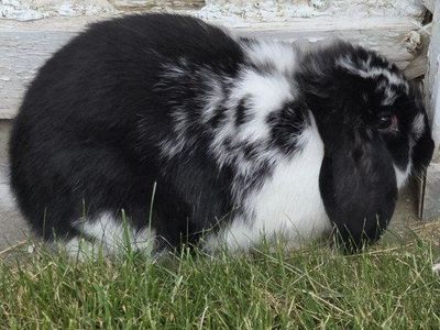 Junior Show Mini Lop Bunny Rabbits