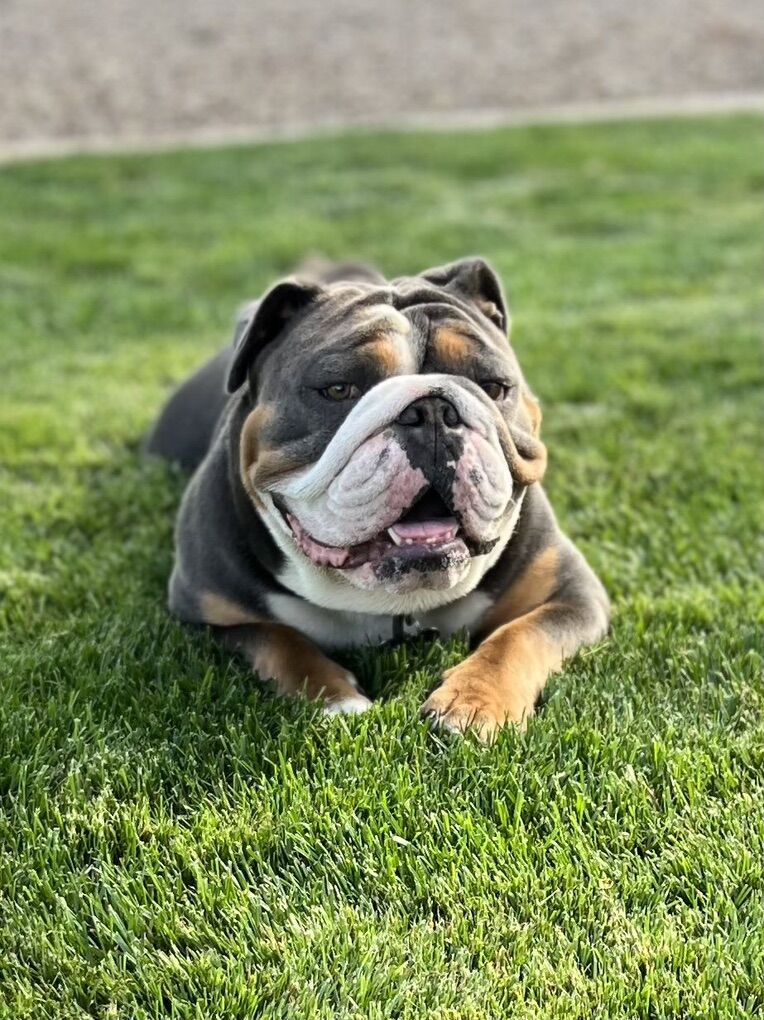 English Bulldog Stud