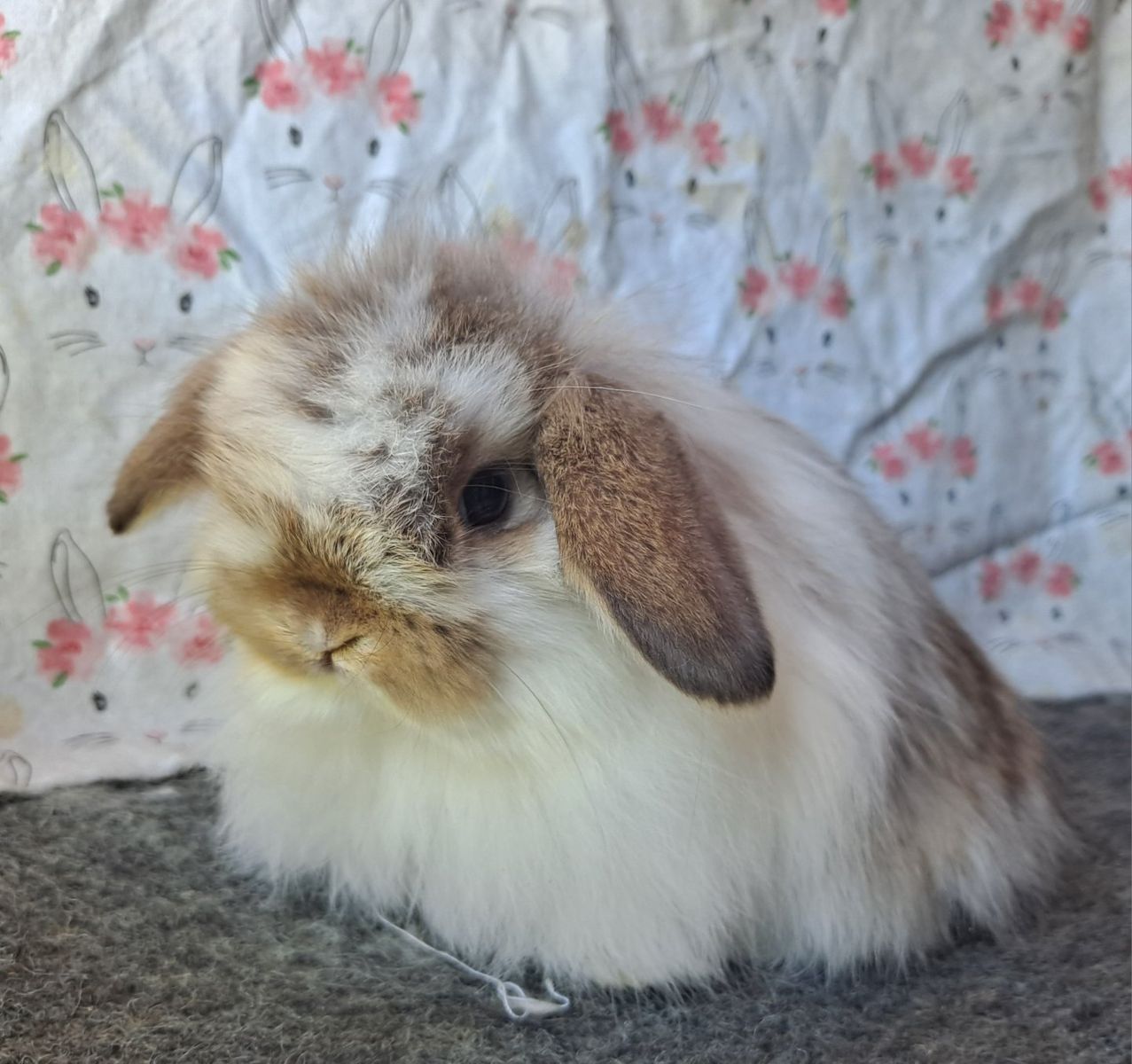 Holland Lop