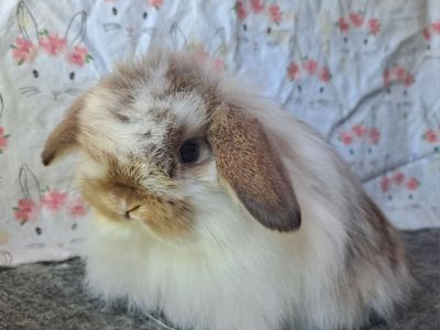 Holland Lop
