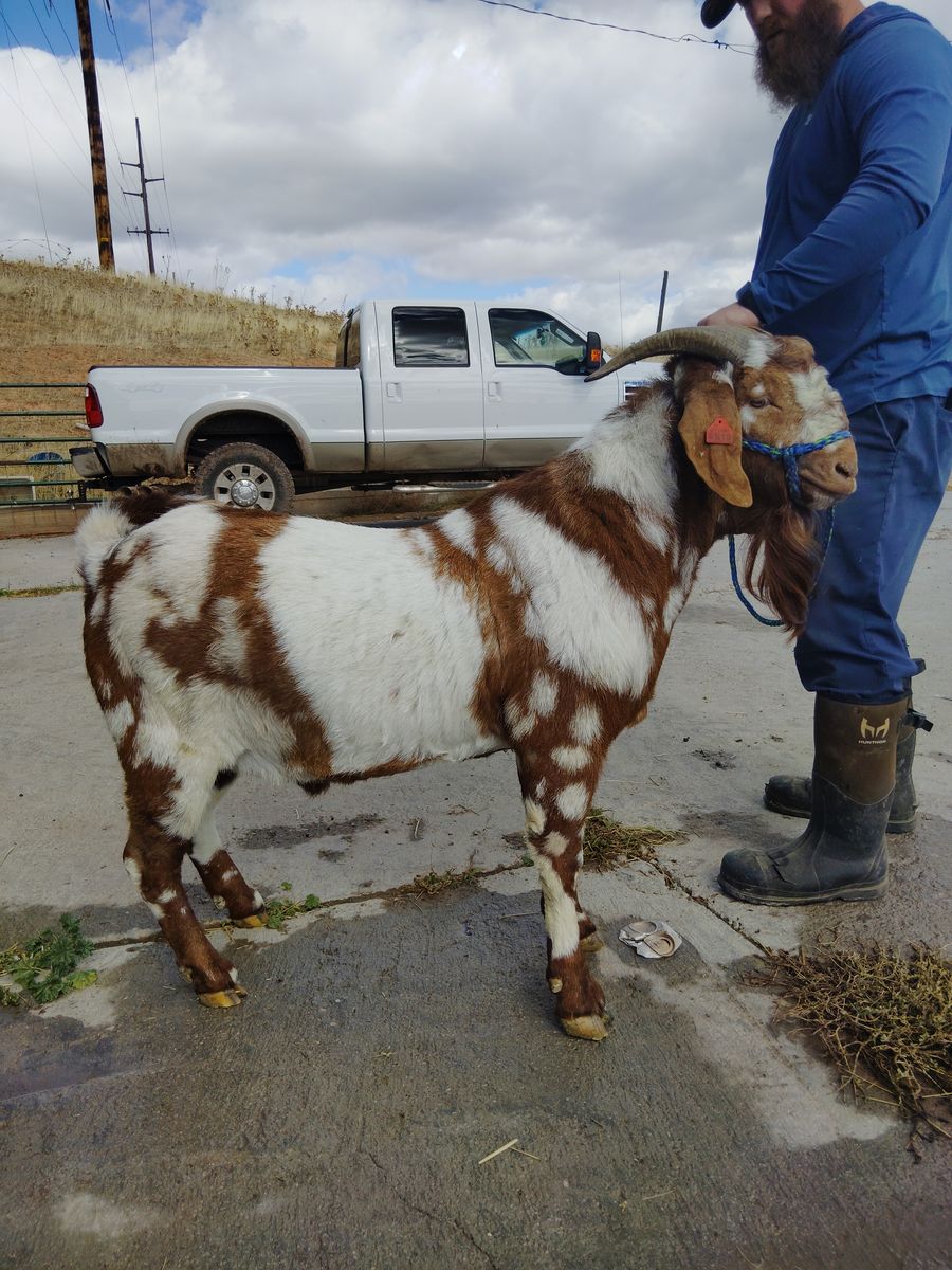 Dapple Boar Stud