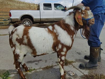 Dapple Boar Stud