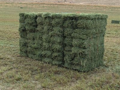 2nd crop alfalfa bundles
