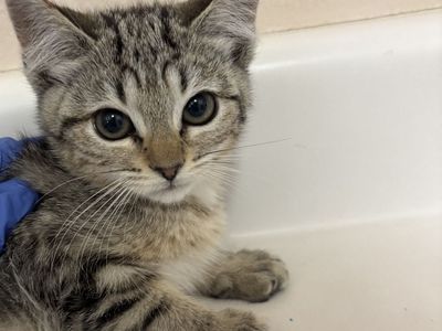 Hello my name is Shepherd