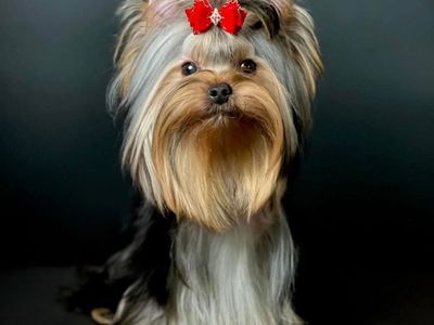 Champions Bloodline Yorkies