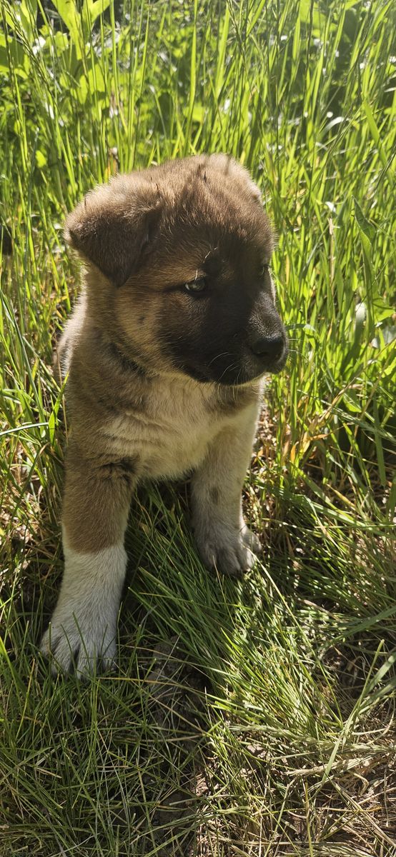 Akita puppies for sale