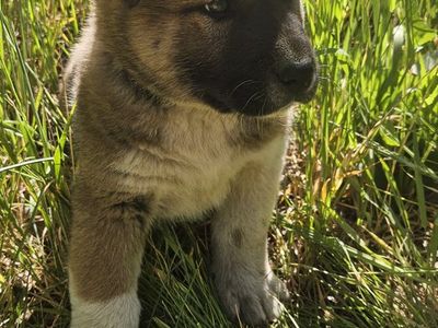 Akita puppies for sale