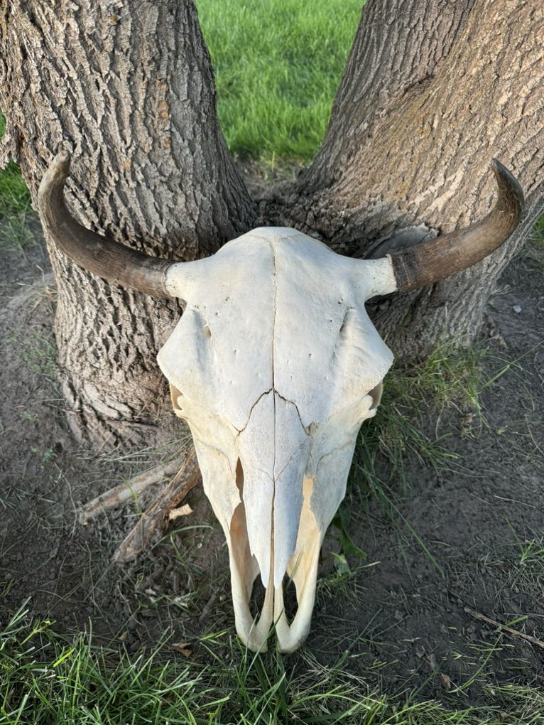 Cow Bison Skull Intact