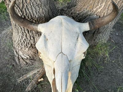 Cow Bison Skull Intact