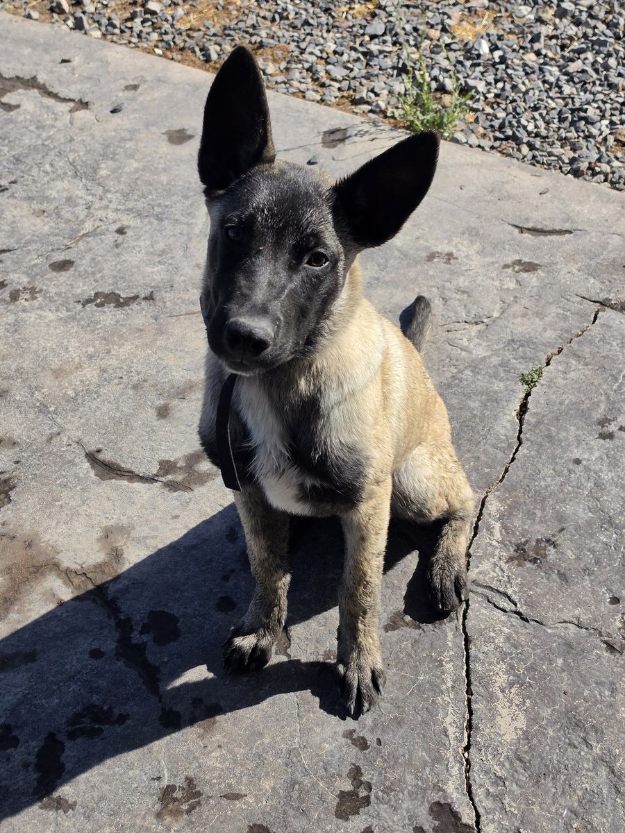 Clyde - 6 Month Old Belgian Malinois Mix Puppy