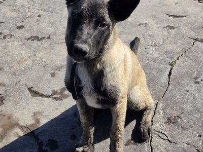 Clyde - 6 Month Old Belgian Malinois Mix Puppy