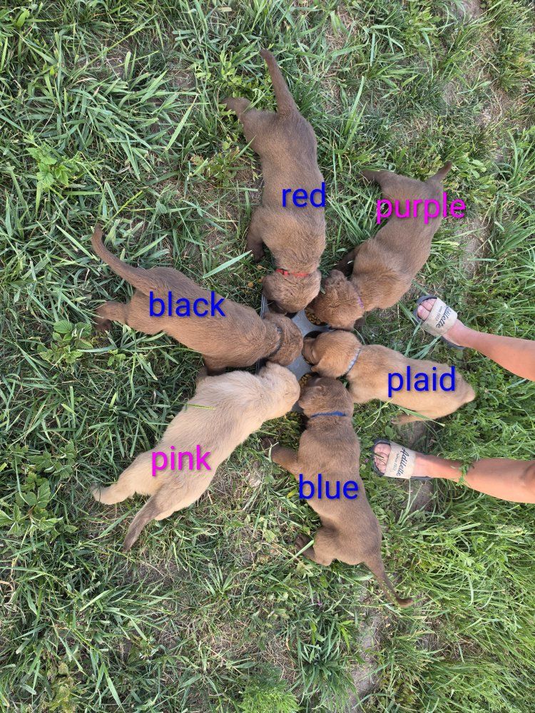AKC Chesapeake Bay Retriever Puppies - ready for new homes on the 22nd of July.