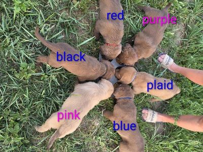 AKC Chesapeake Bay Retriever Puppies - ready for new homes on the 22nd of July.