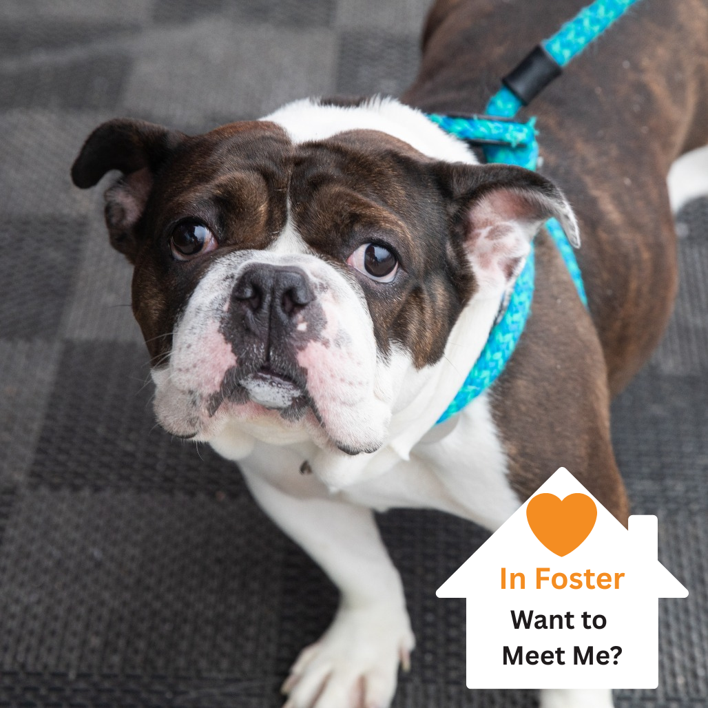 Hello my name is Oopsie Daisy