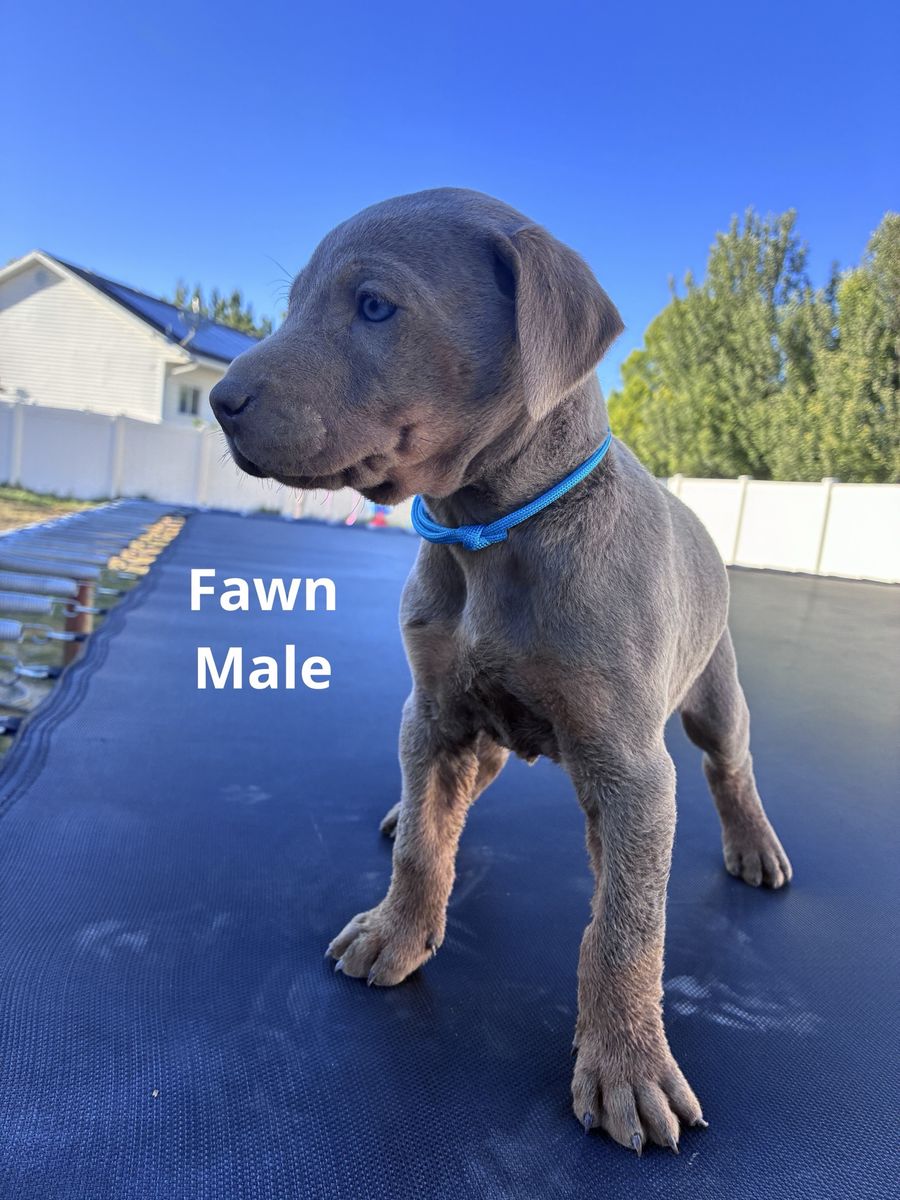 Beautiful Blue & Fawn Doberman Puppies - Ready for a Loving Home