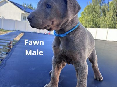 Beautiful Blue & Fawn Doberman Puppies - Ready for a Loving Home