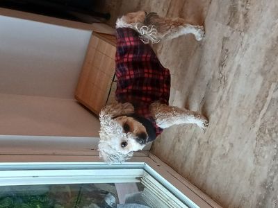 Bichon Yorkipoo Stud