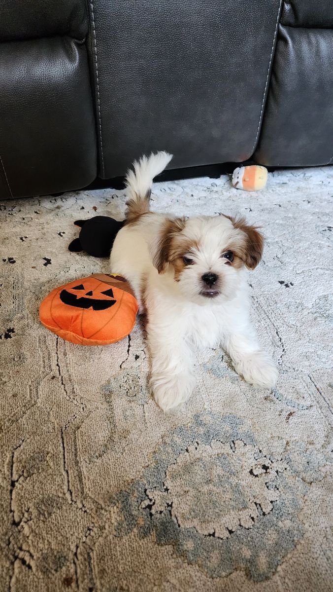 Morkie (Maltese/ Yorkie)