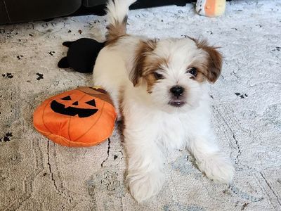 Morkie (Maltese/ Yorkie)