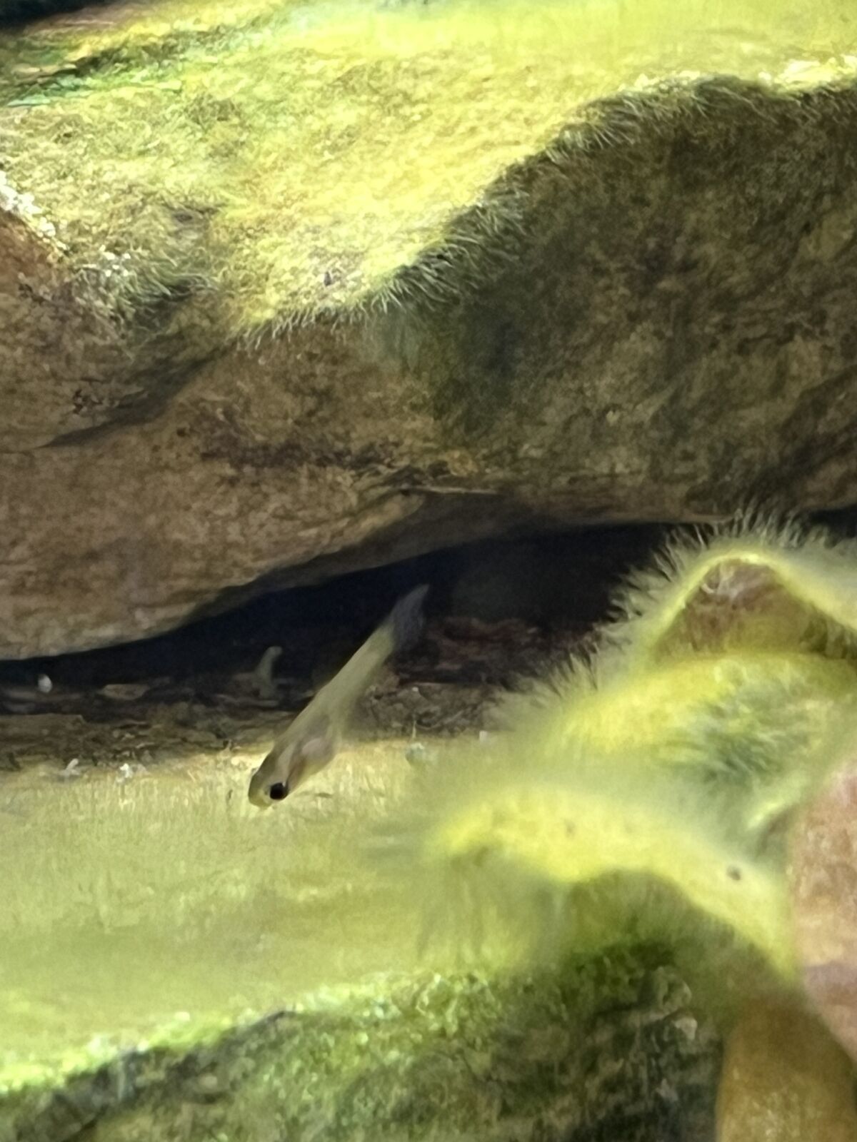 Guppy fry and adults