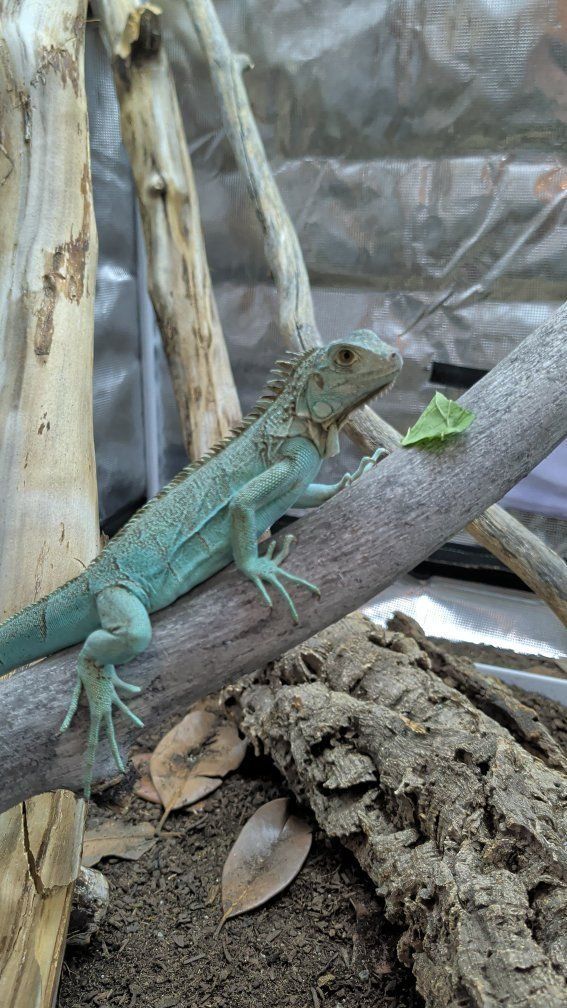 blue iguana