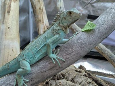 blue iguana
