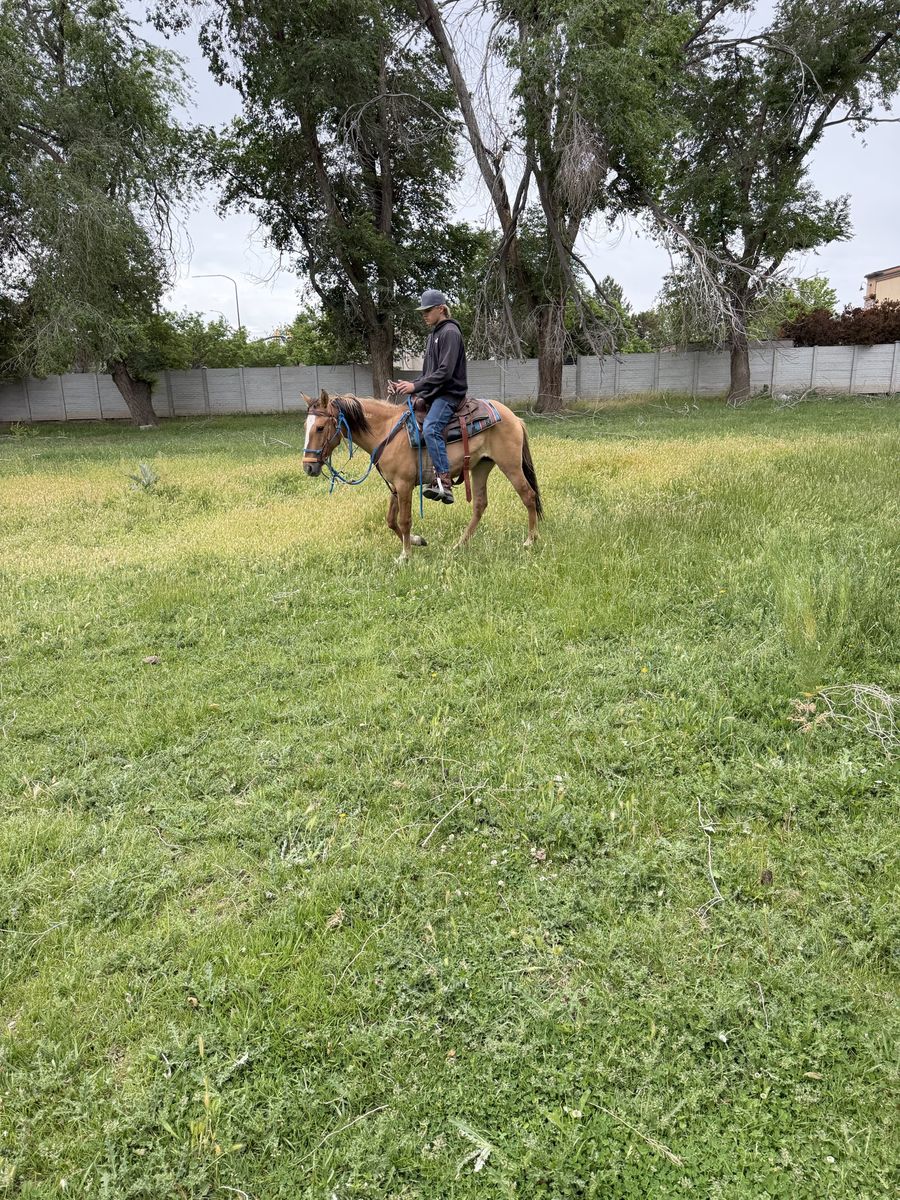 Mustang mare