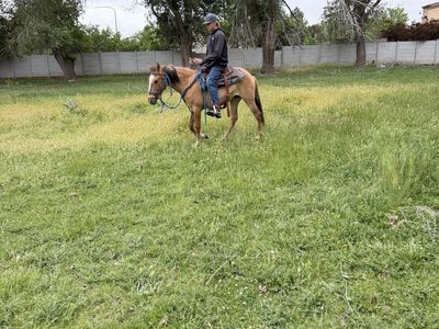 Mustang mare