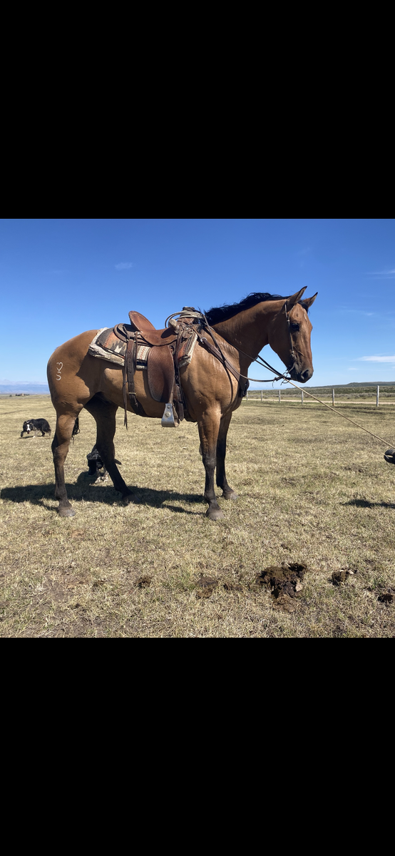 Big pretty Dun AQHA Ranch broke Gelding.
