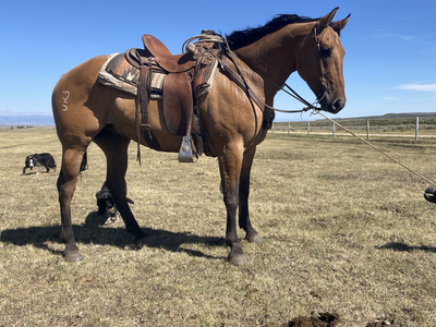 Big pretty Dun AQHA Ranch broke Gelding.