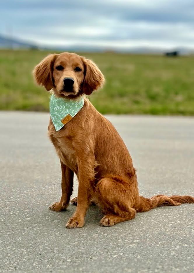 Rexie - 8 mo Mini Golden Retriever - 30 lbs