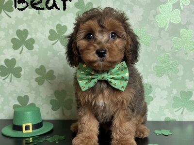 Cutest TOY SIZE Aussiedoodle Puppies!