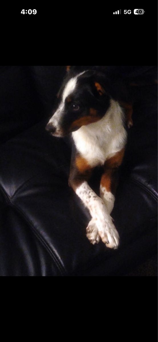 Border Collie, Austraian mix super fun dog