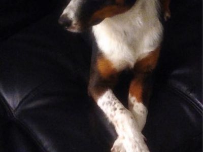Border Collie, Austraian mix super fun dog